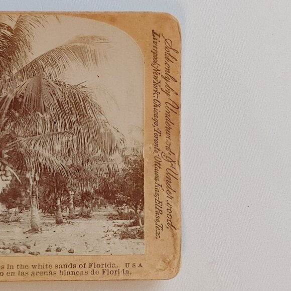 ANTIQUE Stereograph Card Coconut Trees in the White Sands of Florida BEAUTIFUL - Picture 4 of 5